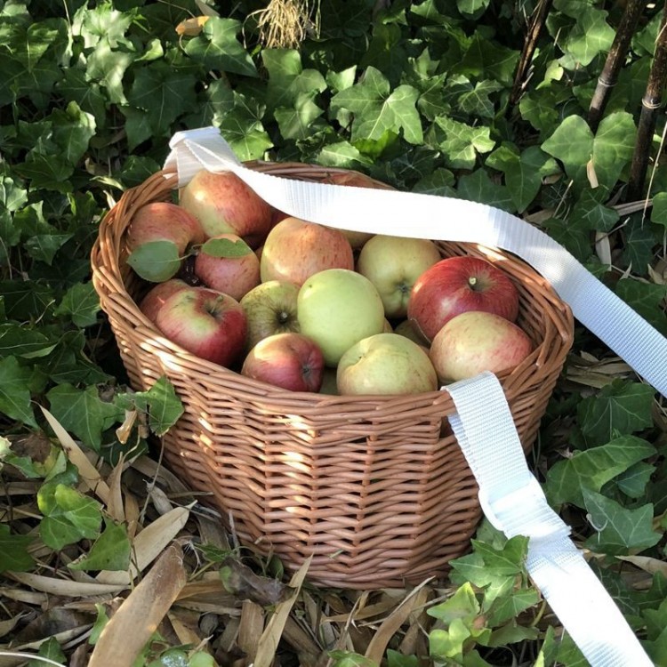 Panier R Colte Avec Sangle Achat Vente Paniers De R Colte En Osier